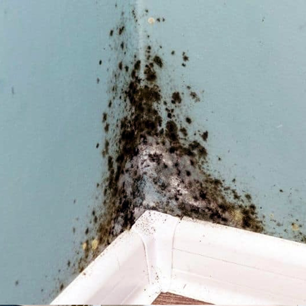 Burst Pipes Black mould growth on an interior wall, indicating severe water damage and excess moisture from a hidden leak or burst pipe requiring plumbing repair from AP Plumbing and Electrical Services
